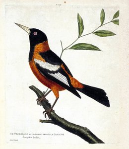 Állattani térkép (ornitológia): a troupiale (troupiale oriole vagy icterus icterus) egy ágon. Illusztráció: Francois Nicolas Martinet (1731-1800) „A madarak története, megjelenésük és érzékeny aspektusuk szerint”. Magángyűjtemény. alkotó: Francois Nicolas Martinet