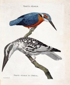 Állattani térkép (ornitológia): felülről lefelé: Martin pecheur (martin pecheur d