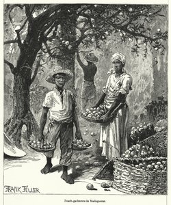 Barackgyűjtők Madagaszkáron (metszet)