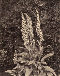 Rókagombóc,c. 1860-as évek (fotó)