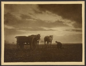 A karórépák között alkotó: Frank Meadow Sutcliffe