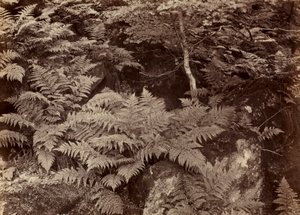 Páfránytanulmány cím nélkül, 1870-es évek vége. alkotó: Frank Meadow Sutcliffe