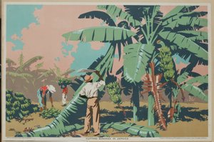 Banán vágás Jamaicában (színes litho)
