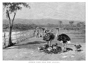 Struccfarm Port Augusta közelében, Dél-Ausztráliában, 1886 alkotó: Frank P. Mahony