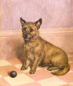 Játékra várva, Cairn terrier labdával (olaj)