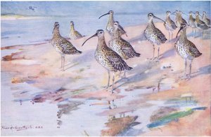 Curlews at Blakeney Point (litho) alkotó: Frank Southgate