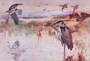 The Heron, a Wild Nature & Country Life illusztrációja, kiadó: Hodder & Stoughton, 1910 körül alkotó: Frank Southgate