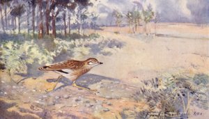 Vadvilág Kelet-Angliában: Stone Curlew (színes litográfia) alkotó: Frank Southgate