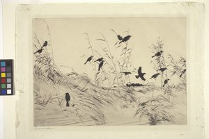 Blackbirds and Rushes (tinta papíron)