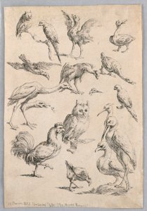 Madárválaszték a "Különböző állattanulmányok gyűjteményéből..." alkotó: Frans Snyders