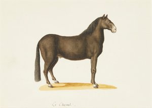 A ló (akvarell) alkotó: Franz Anton von (attr.to) Scheidel