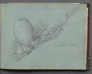 Album Róma és környéke kilátással, Tájtanulmányok, 49a. oldal: Tanulmány egy örökzöld ágról fenyőtobozsal alkotó: Franz Johann Heinrich Nadorp