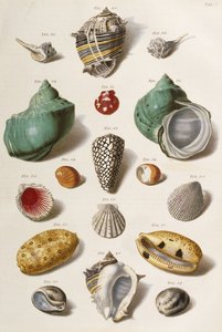 Különféle kagylók, 1758