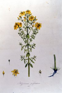A hypericum vagy orbáncfű. F. De Paola De Schrank "Flora Monacensis" München 1816 alkotó: Franz Schrank