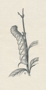 "Full-Grown Caterpillar of the Privet Hawk-Moth, hasonlóan megszállva", 1900, 1910 alkotó: Fred Enock