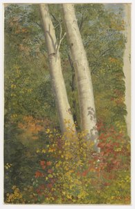 Nyírfák ősszel alkotó: Frederic Edwin Church