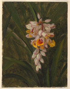 "Kardamom" alkotó: Frederic Edwin Church