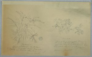 Rajz, Nyílgyökér és kardamum tanulmányok, Jamaica, 1865. június alkotó: Frederic Edwin Church