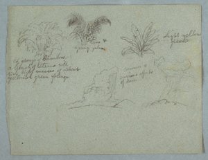 Rajz, bambuszok, szőlő és egy fiatal pálma, növény, és két jelenet a felhőkből hulló esővel a hegygerincek fölött, Rio Magdalena, Kolumbia, 1853, valószínűleg május alkotó: Frederic Edwin Church