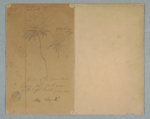 Rajz, Botanikai vázlatok: egy ág, egy fa és egy fa teteje, Dél-Amerika, 1853. szeptember 2. alkotó: Frederic Edwin Church