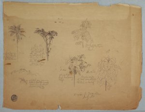 Rajz, Botanikai tanulmányok repülő papagájokkal, Boquia, Kolumbia, 1853. július alkotó: Frederic Edwin Church