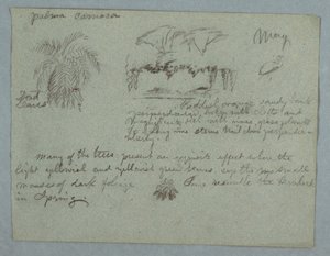 Rajz, Camaca pálma, fa- és szőlőcsoport a folyóparton, madár és levélcsokor, Rio Magdalena, Kolumbia, 1853. május alkotó: Frederic Edwin Church