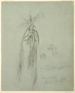 Rajz, Kókuszpálma, Jamaica, 1865. június 14. alkotó: Frederic Edwin Church