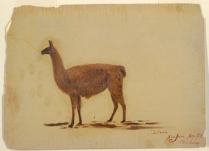 Rajz, Ecuador, San Juan (Chimborazo), láma, 1853. szeptember alkotó: Frederic Edwin Church