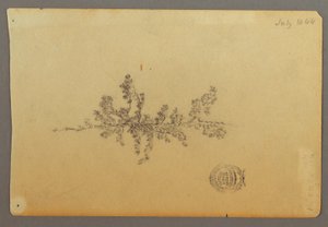 Rajz, Örökzöld fa, 1844 alkotó: Frederic Edwin Church