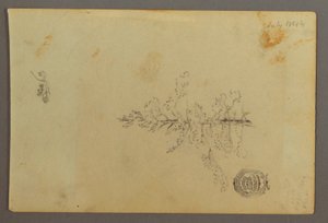Rajz, Örökzöld fa, 1844 alkotó: Frederic Edwin Church