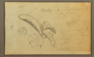 Rajz, levelek, 1857 alkotó: Frederic Edwin Church