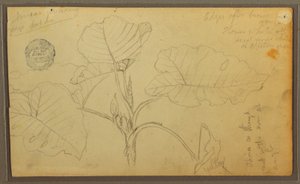 Rajz, levelek, 1857 alkotó: Frederic Edwin Church