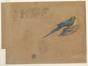 Rajz, Tanulmányok Guaccamayából, Bogotá, Kolumbia, 1853. június-július alkotó: Frederic Edwin Church