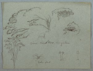 Rajz, Tanulmányok a Rio Magdalena folyóból, Kolumbia:  Fák csúcsa, repülő fehér madár, indák és három virágzó növény, 1853, valószínűleg május alkotó: Frederic Edwin Church