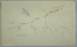 Rajz, Bambusztanulmány, Jamaica, 1865. május-augusztus alkotó: Frederic Edwin Church