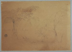 Rajz, Két fa és három növény tanulmánya, Jorje közelében, Ecuador, 1857. július 23. alkotó: Frederic Edwin Church