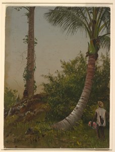 Rajz, Fák Jamaikában, Nyugat-Indiában, 1865 alkotó: Frederic Edwin Church