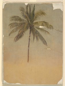 Rajz, Pálmafa törzse és teteje, 1865 alkotó: Frederic Edwin Church