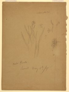 Rajz, Vízinövények, Róma, Olaszország alkotó: Frederic Edwin Church