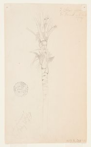 Pálmafa levelei és szára, Aspinwall, Panama alkotó: Frederic Edwin Church