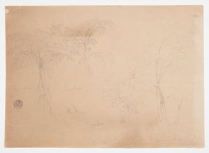 Két fa és három növény tanulmányozása Jorje közelében, Ecuadorban alkotó: Frederic Edwin Church