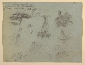 Fatanulmányok a Rio Magdalenából, Kolumbiából alkotó: Frederic Edwin Church