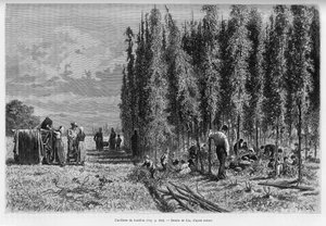 Komlószedés. Lix metszete az Elzászon és Lotaringián keresztül című történet illusztrálására 1887-ben, Charles Grad német tisztviselőtől, a tour du monde 1888-ban, rendező: Edouard Charton (1807-1890), Hachette, Párizs.