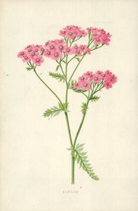 Achillea alkotó: Frederick Edward Hulme