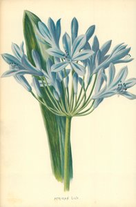afrikai liliom alkotó: Frederick Edward Hulme