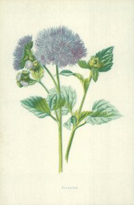 Ageratum alkotó: Frederick Edward Hulme