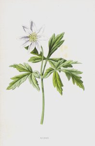 Anemone (chromolitho) alkotó: Frederick Edward Hulme