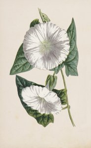 kötőfű (chromolitho) alkotó: Frederick Edward Hulme