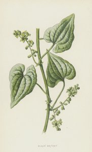 Fekete Bryony (chromolitho) alkotó: Frederick Edward Hulme