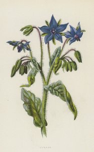 Borágó (chromolitho)